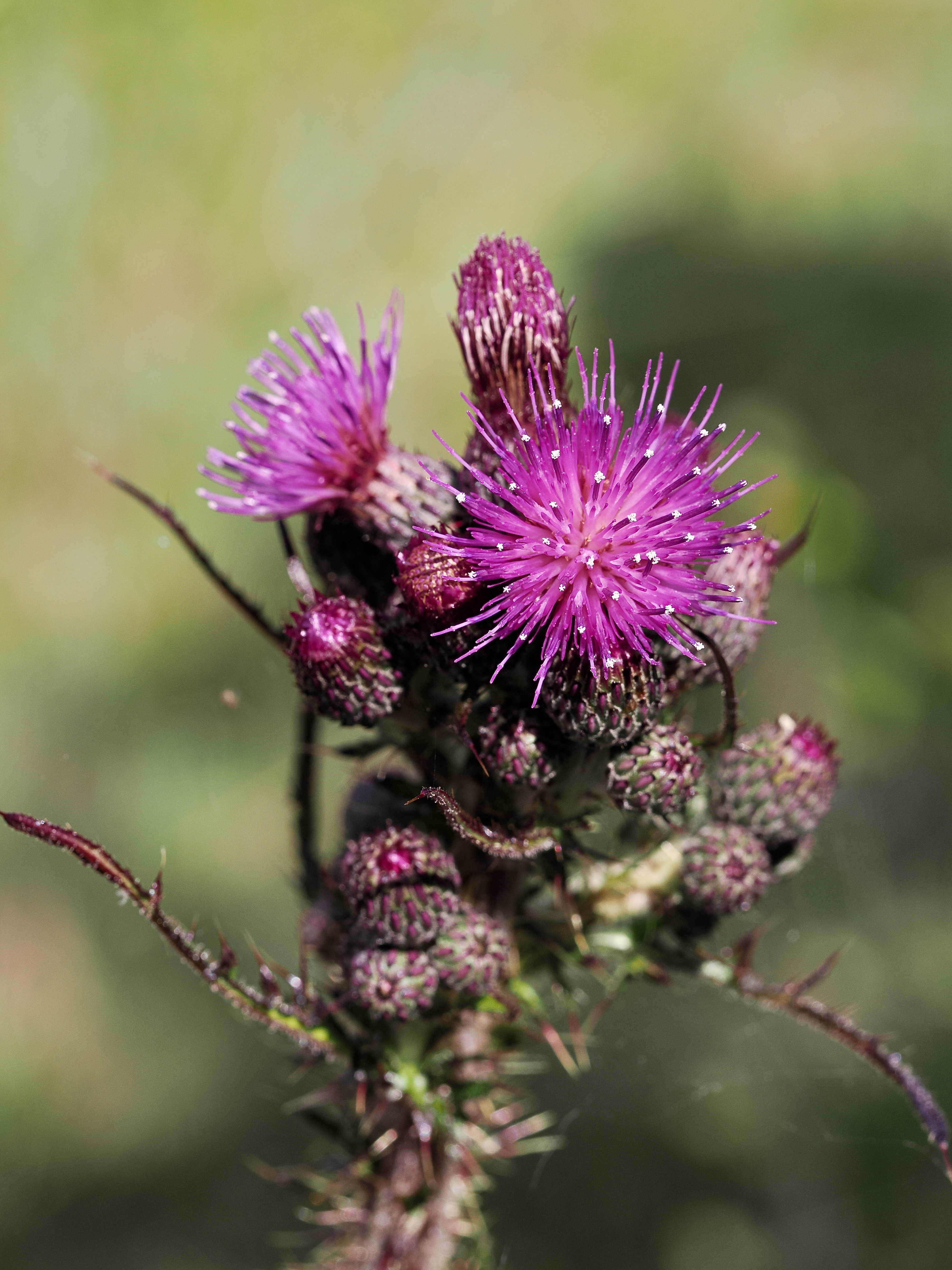 Kärrtistel © Beng-Åke Larsson Kärrtistel