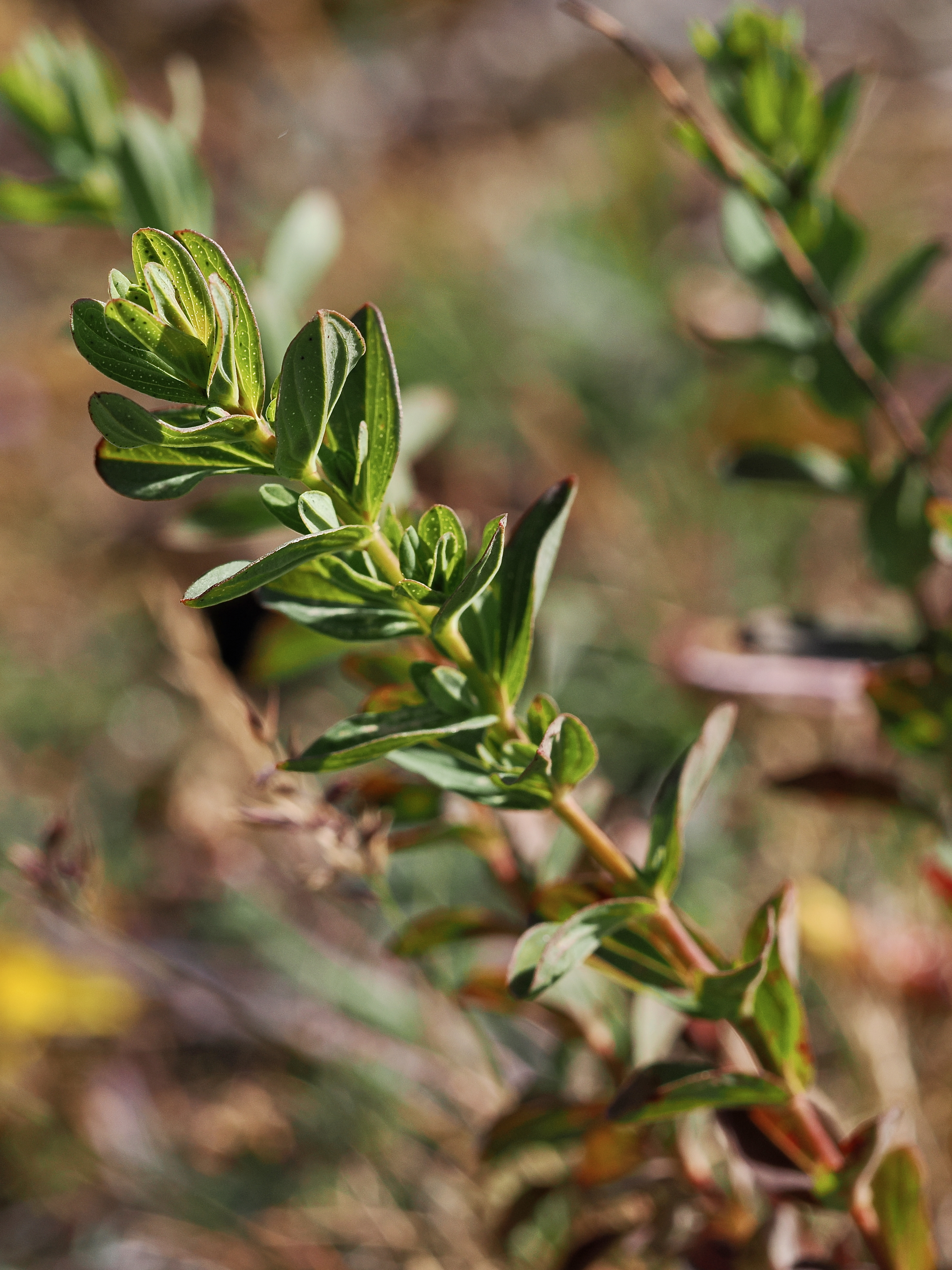 Äkta johannesört © Beng-Åke Larsson Äkta johannesört