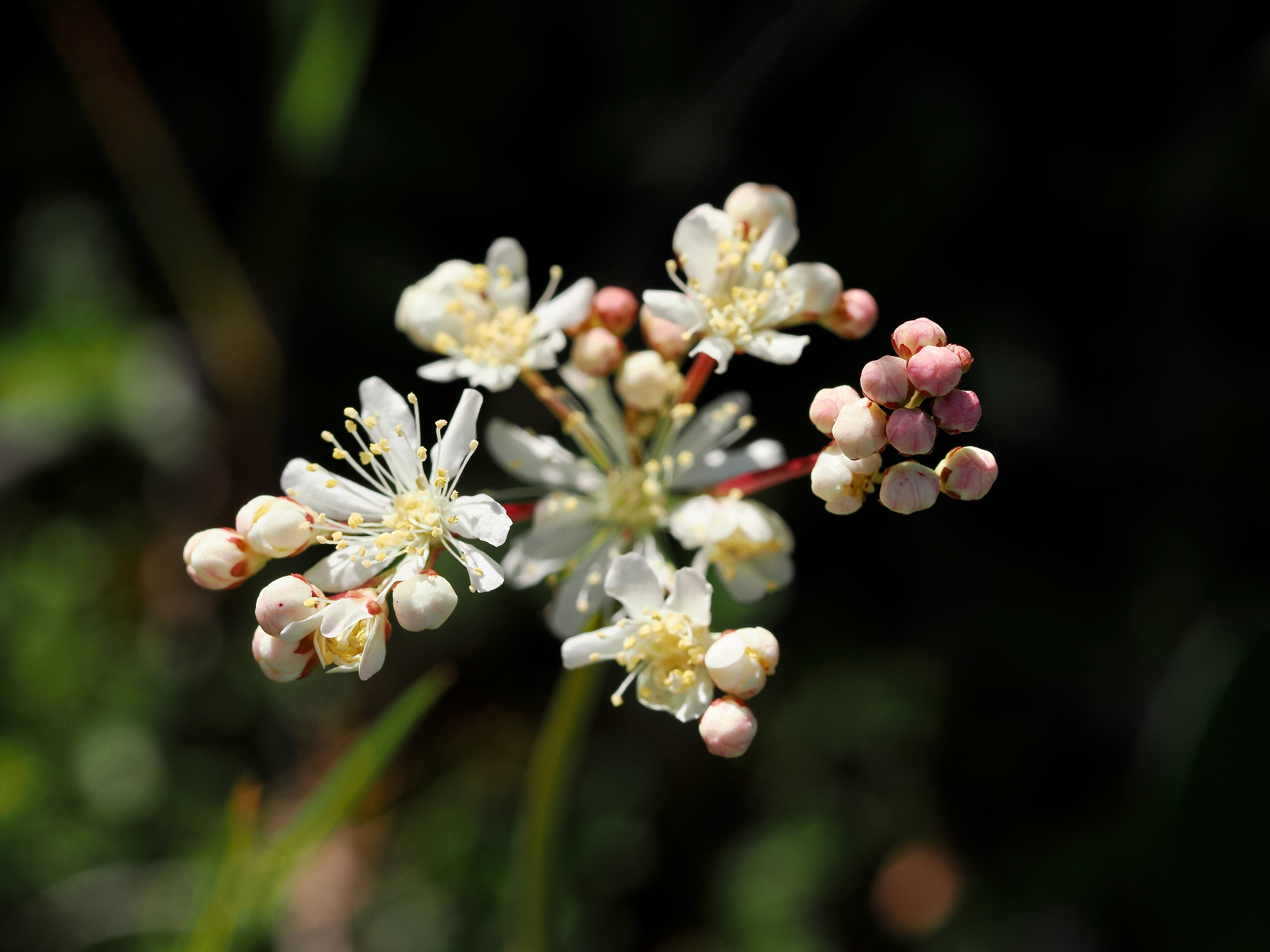 Brudbröd © Beng-Åke Larsson Brudbröd