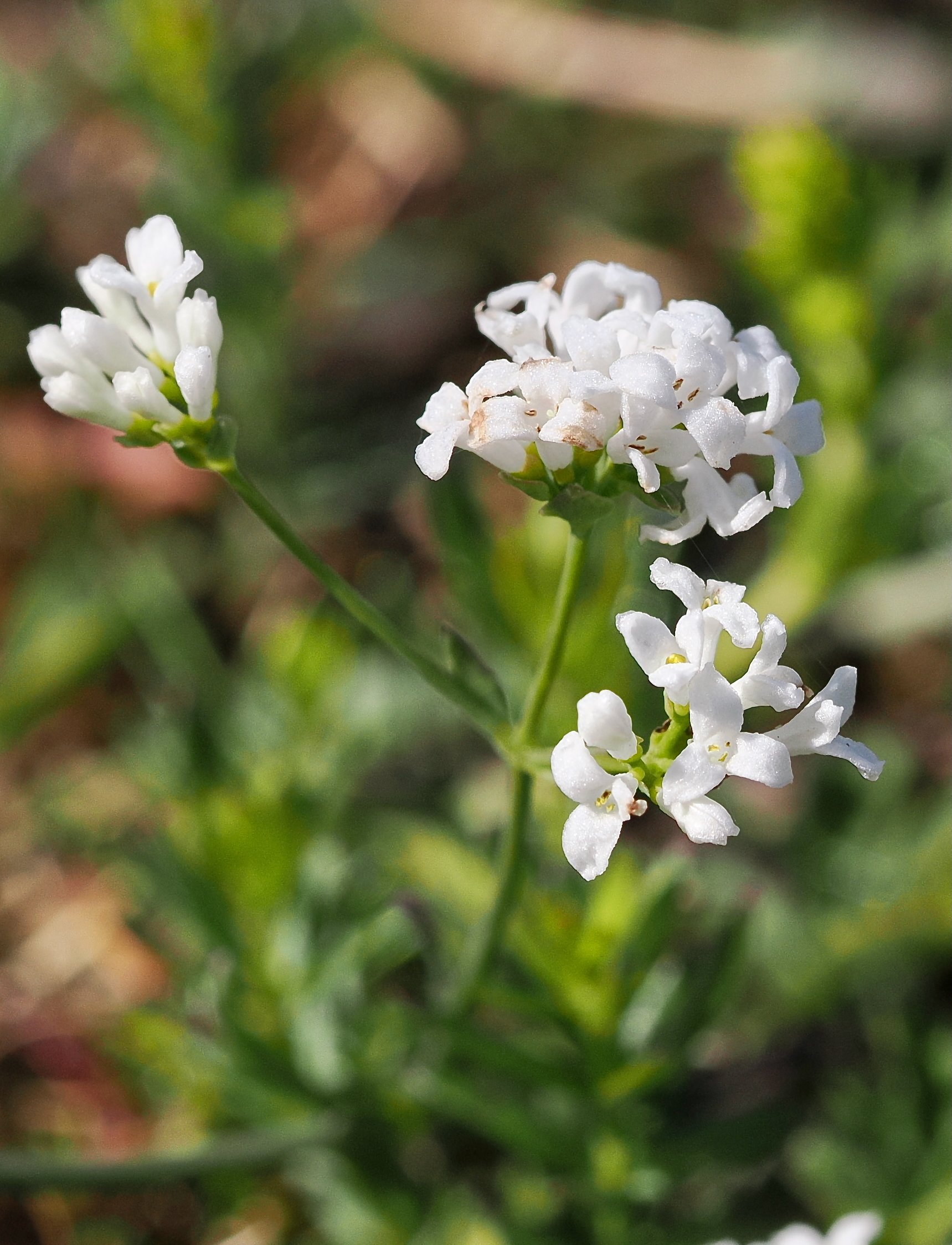 Fargmåra © Beng-Åke Larsson Fargmåra