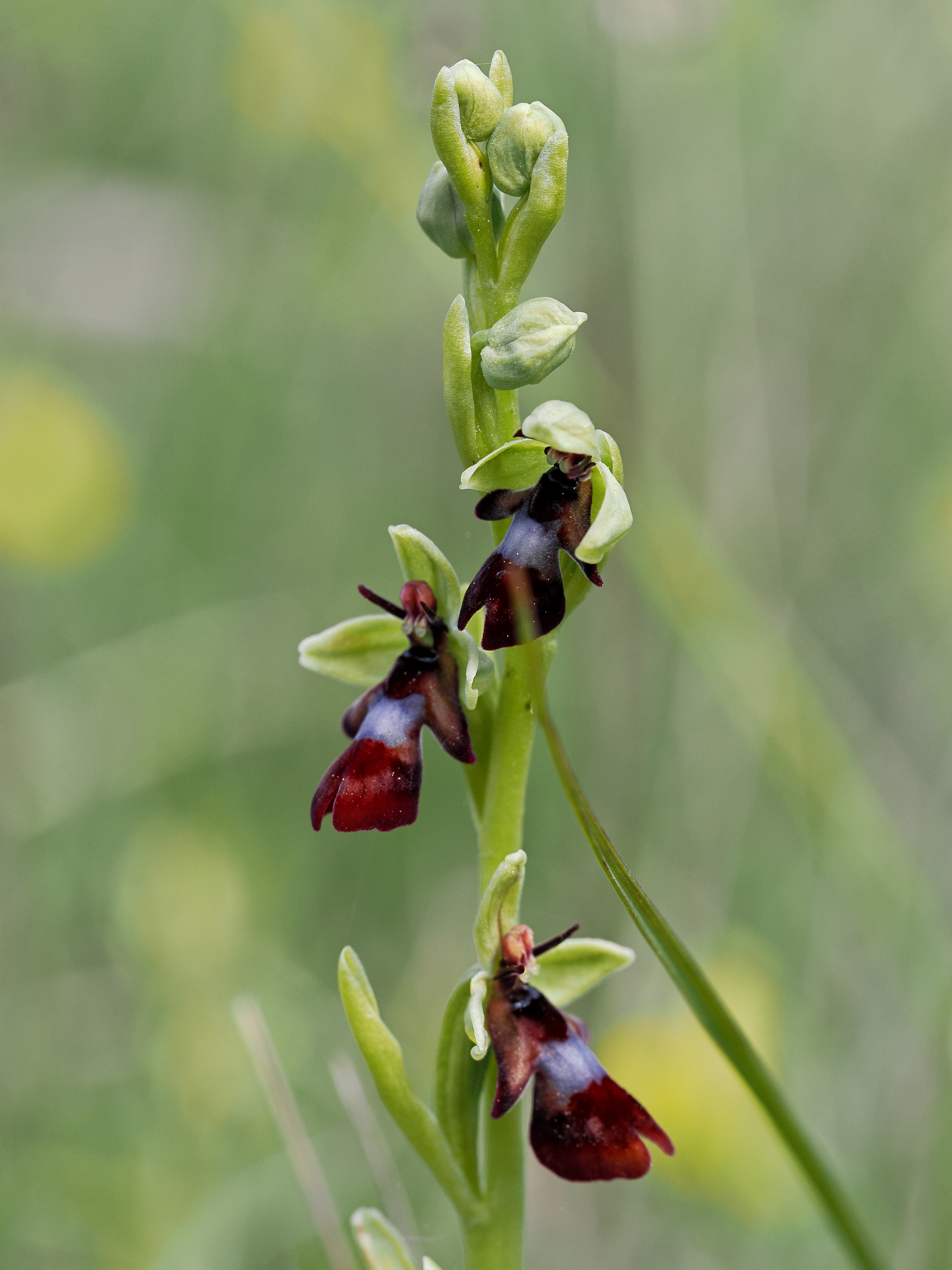 Flugblomster © Beng-Åke Larsson Flugblomster