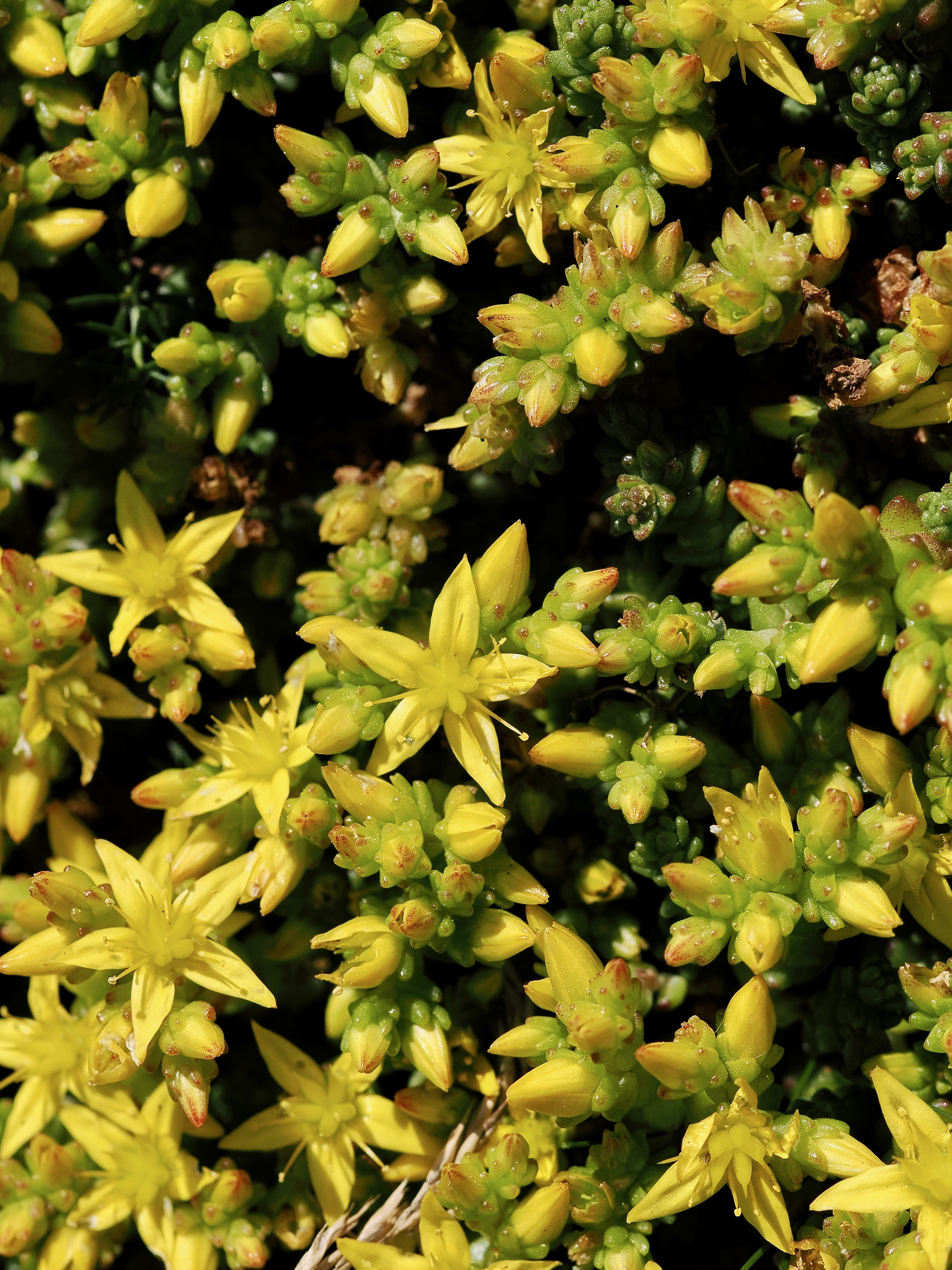 Gul fetknopp © Beng-Åke Larsson Gul fetknopp