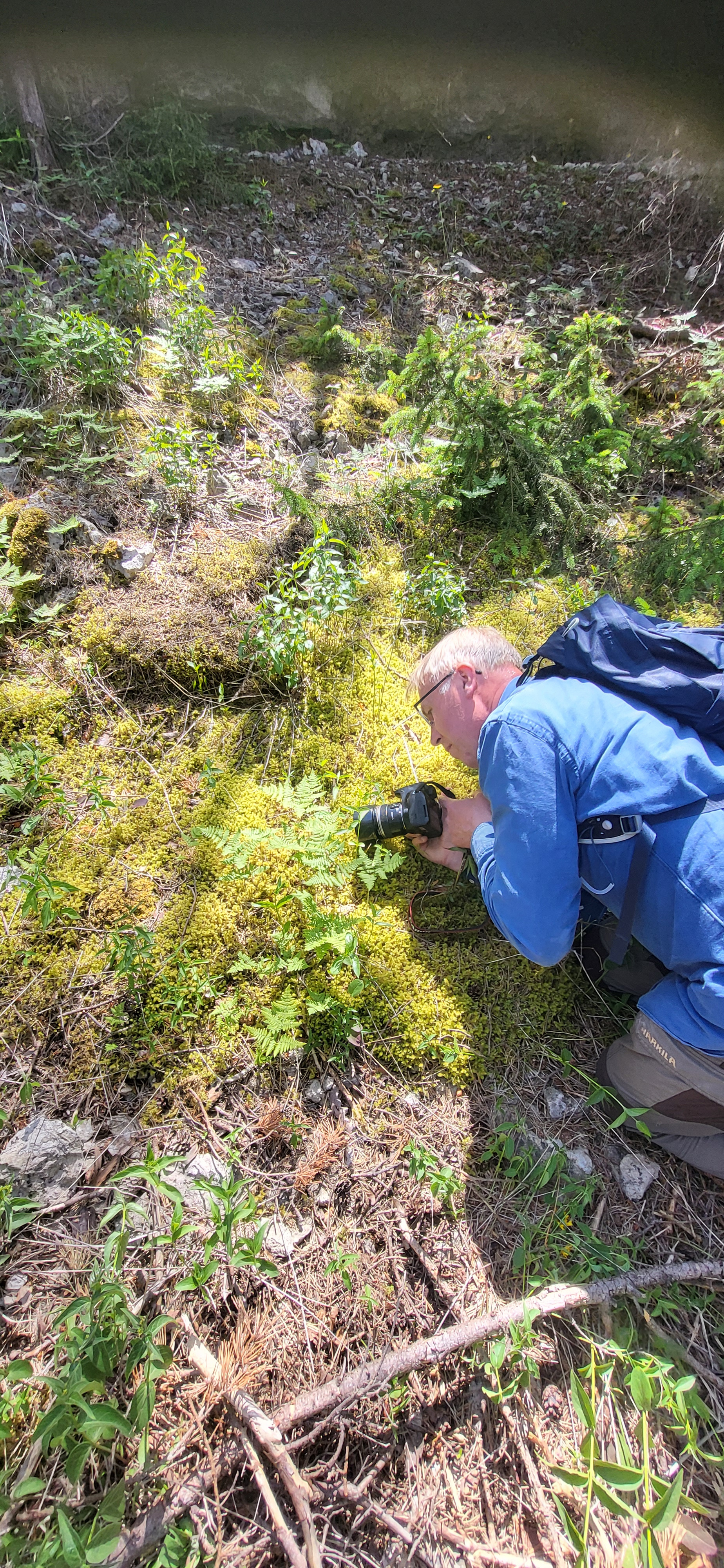 Kalkbräken © Gun Ingmansson Kalkbräken