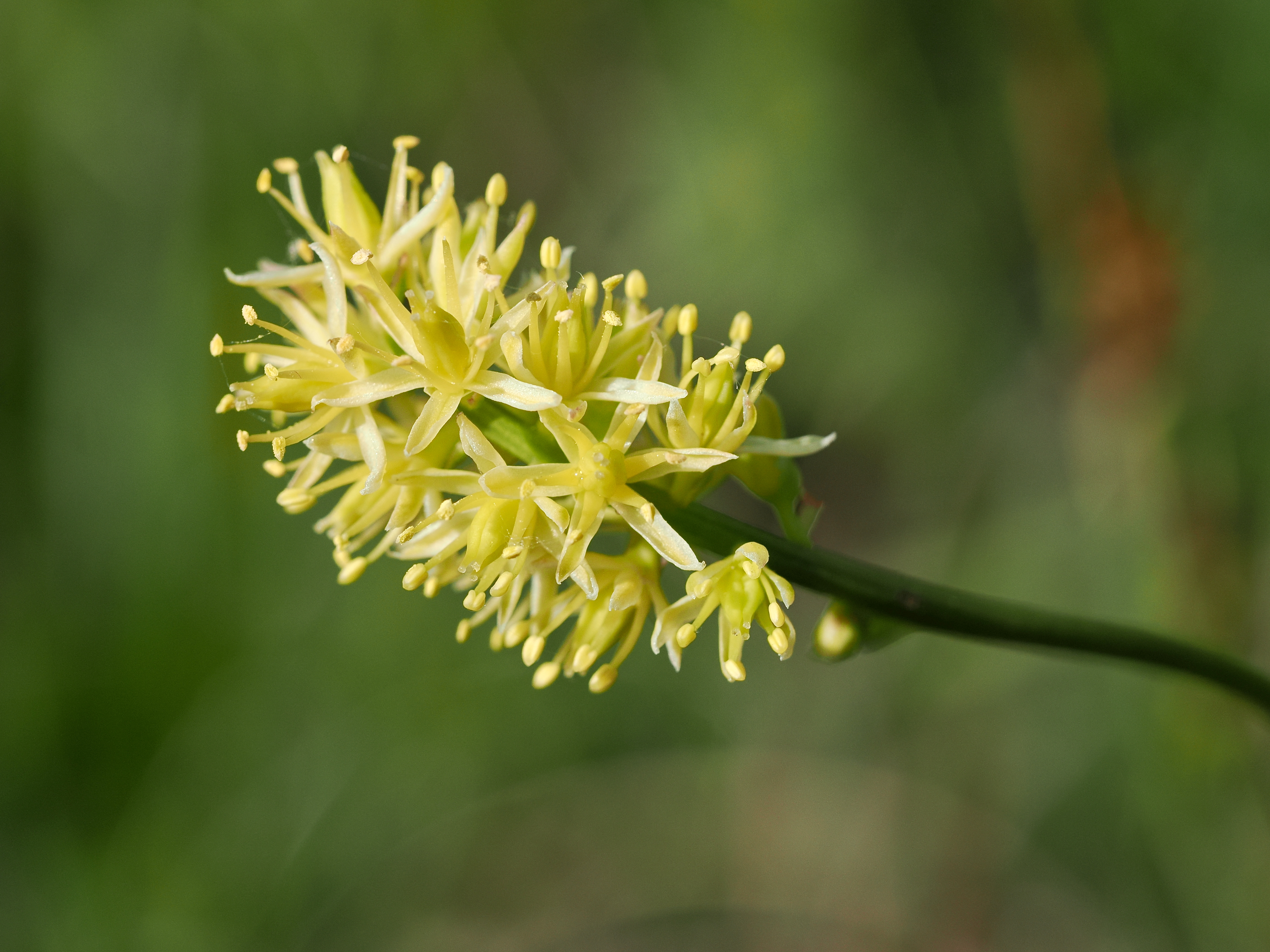 © Beng-Åke Larsson Kärrlilja