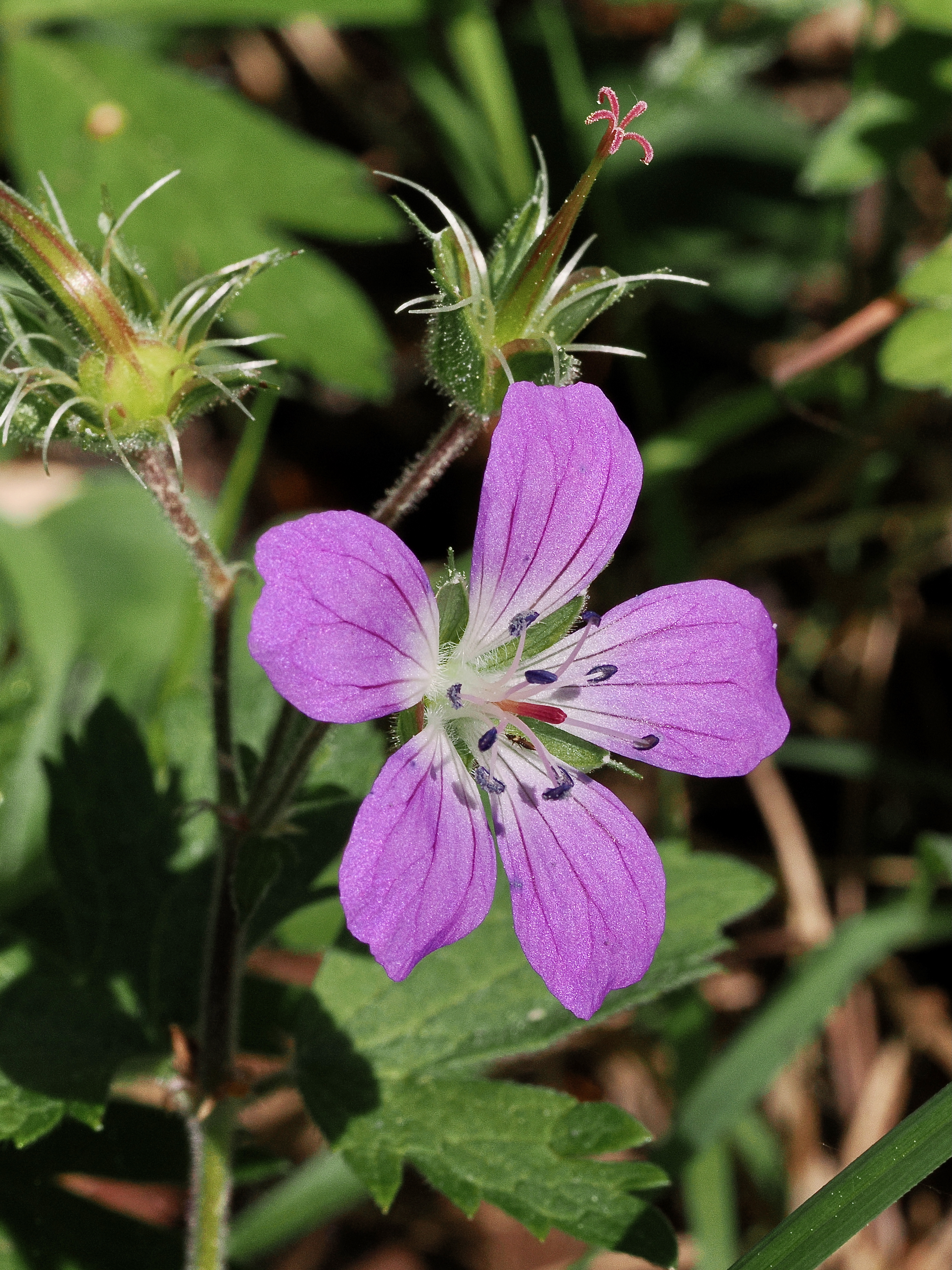 Midsommarblomster © Beng-Åke Larsson Midsommarblomster