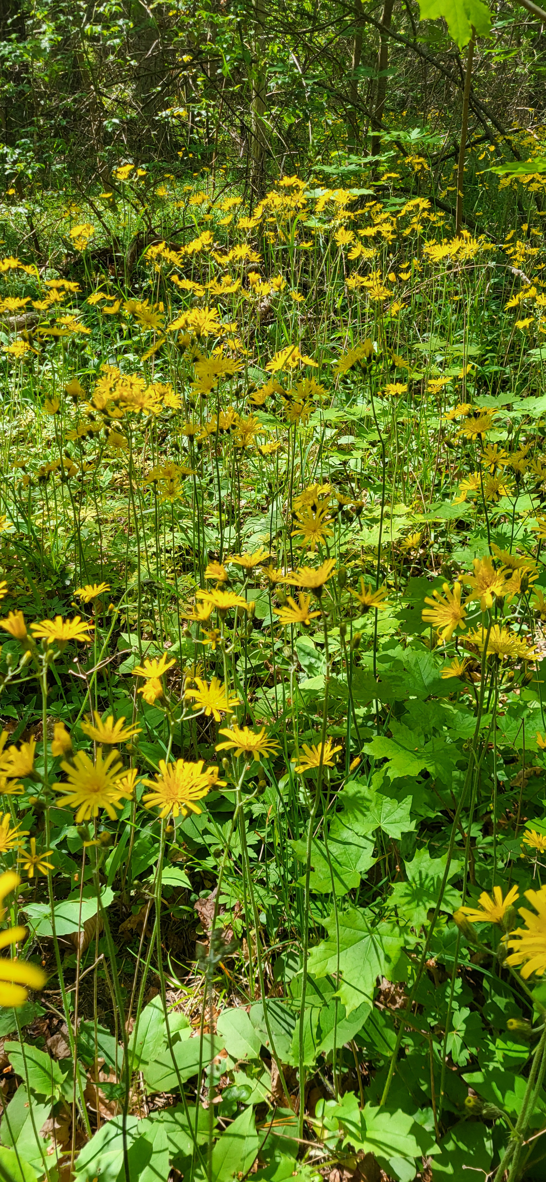 Skogsfibblor © Gun Ingmansson Skogsfibblor