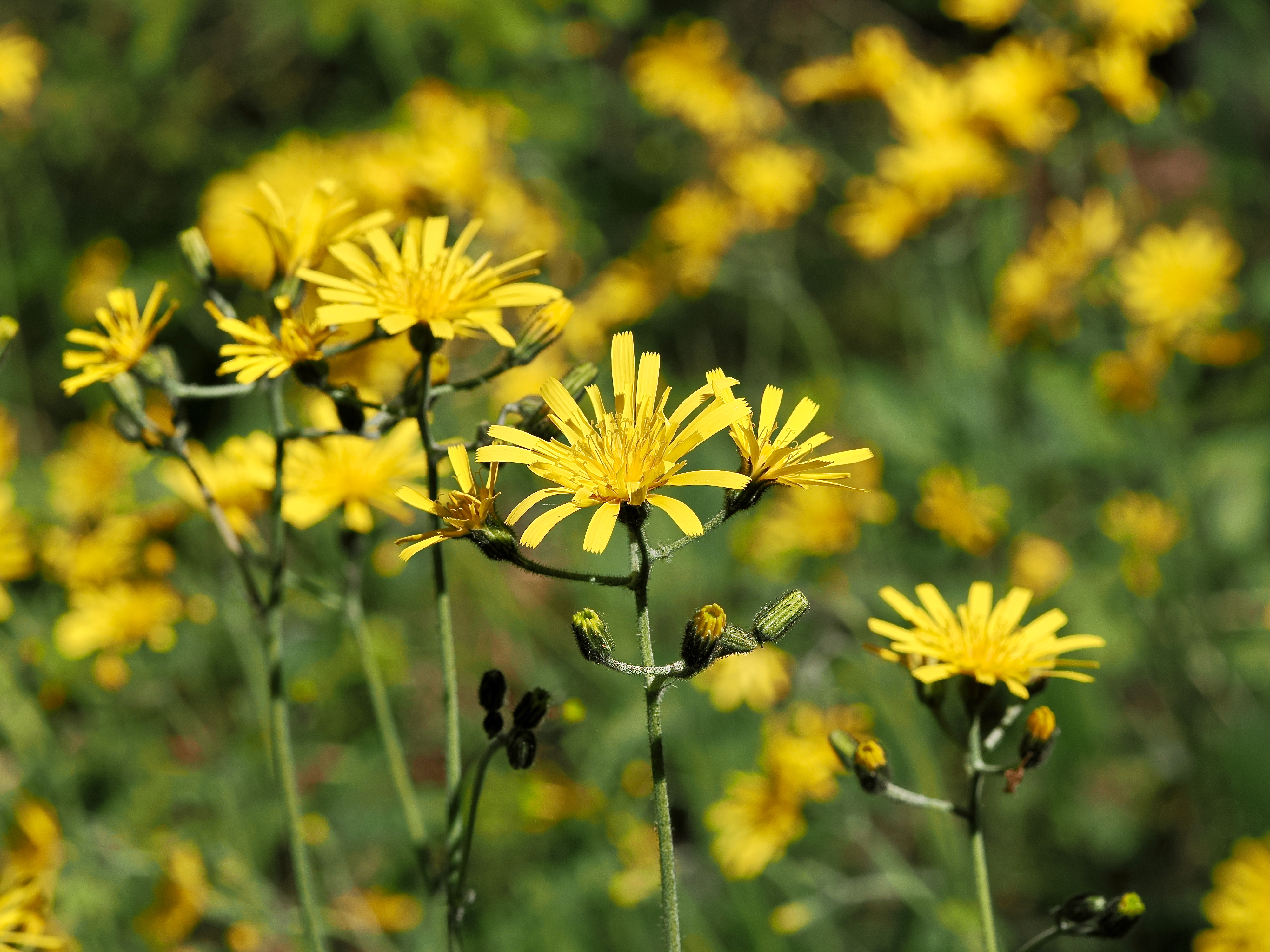 Skogsfibblor © Beng-Åke Larsson Skogsfibblor