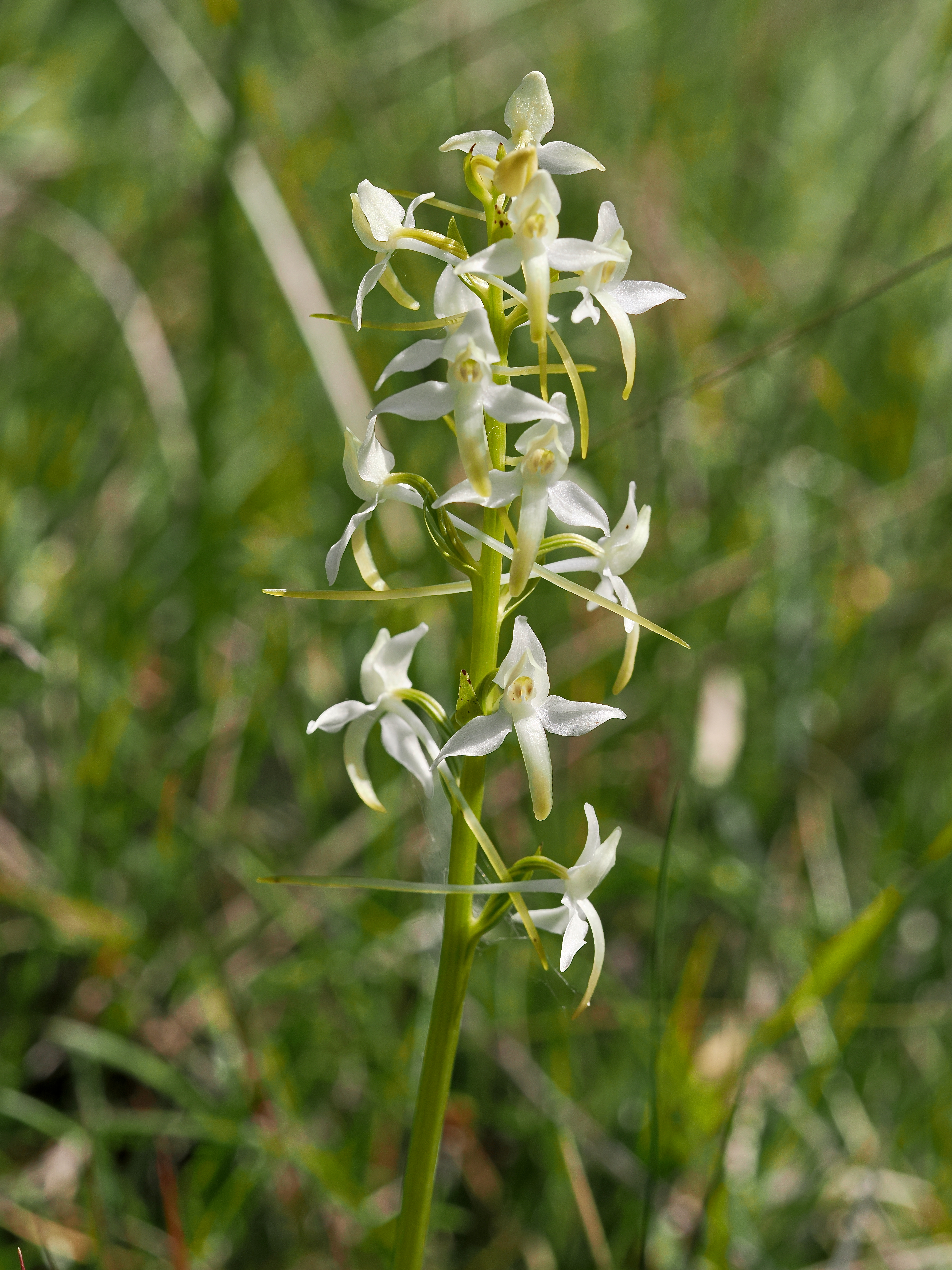 Skogsnattviol © Beng-Åke Larsson Skogsnattviol