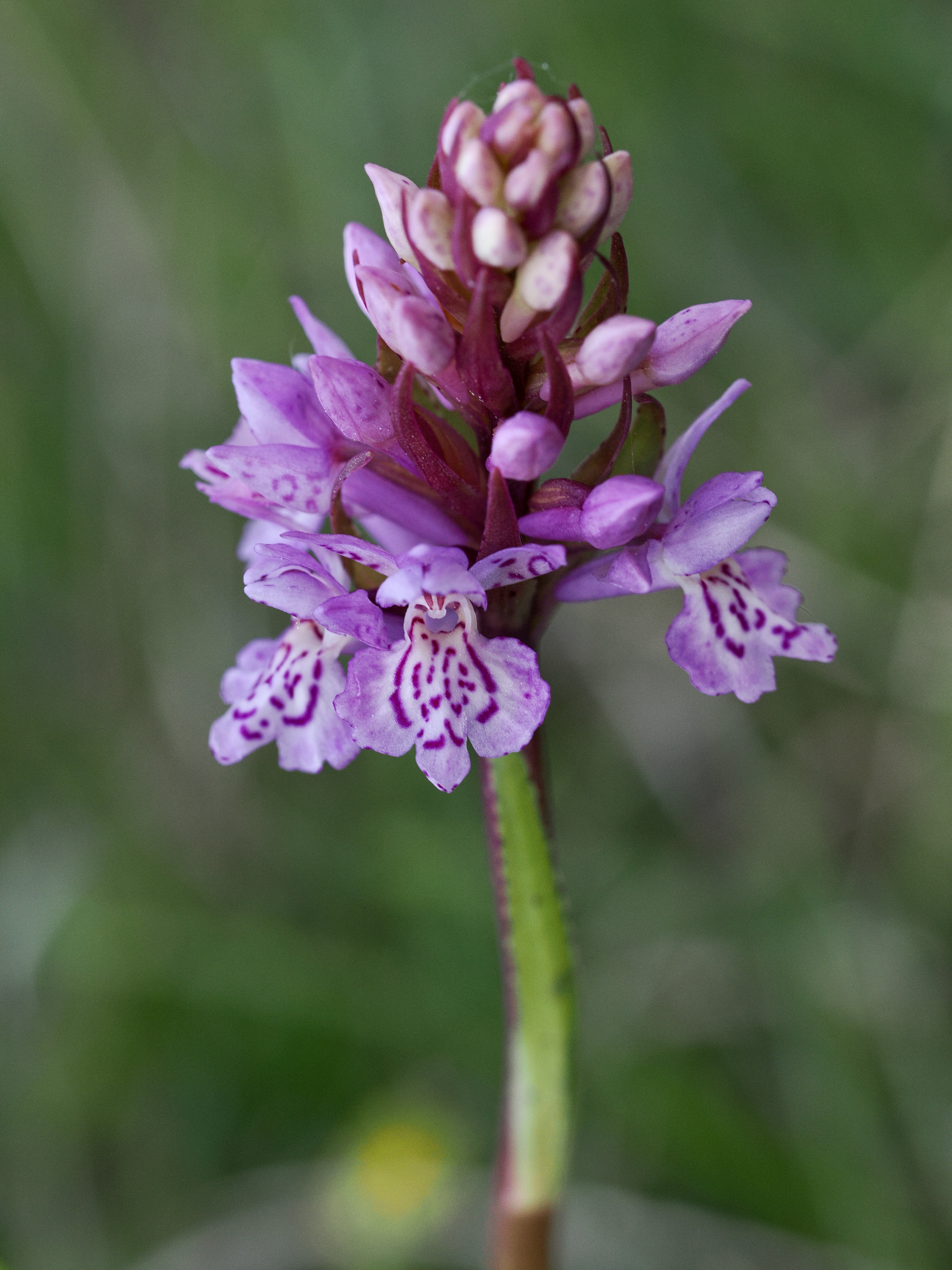 Skogsnycklar © Beng-Åke Larsson Skogsnycklar