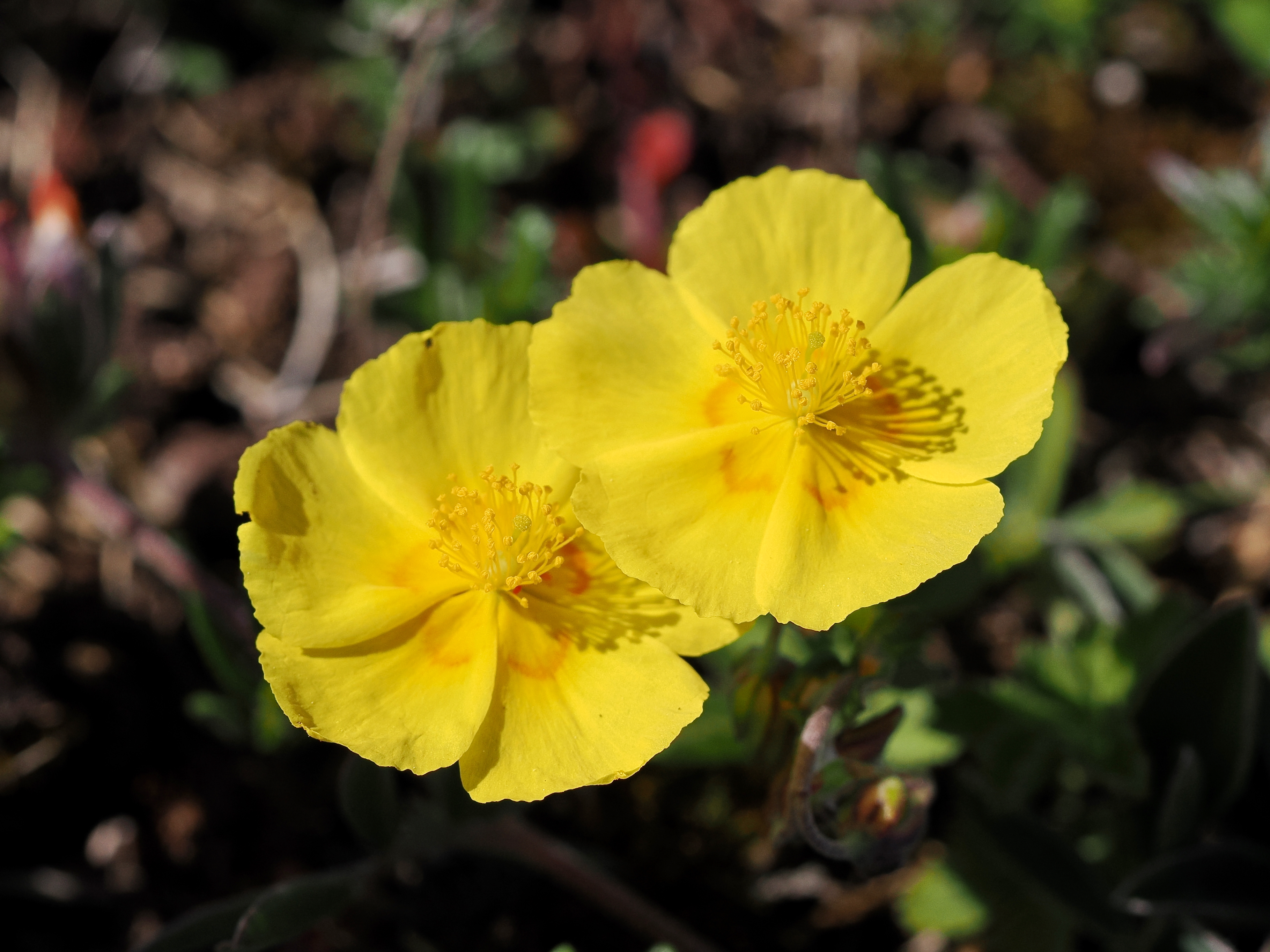 Solvända © Beng-Åke Larsson Solvända