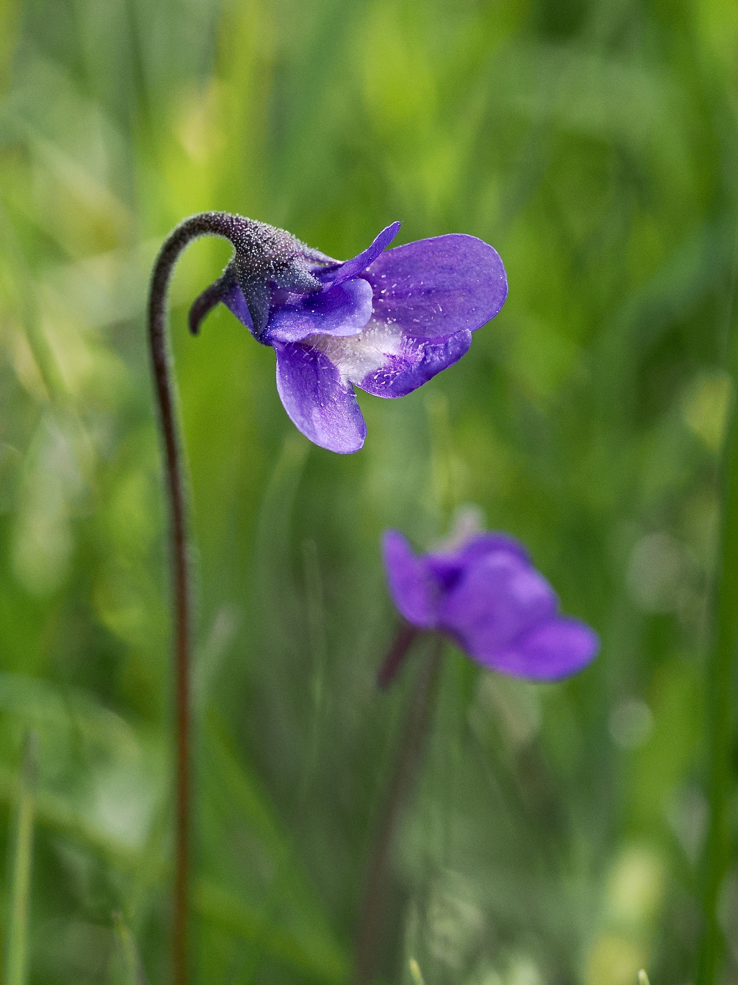 Tätort © Beng-Åke Larsson Tätort