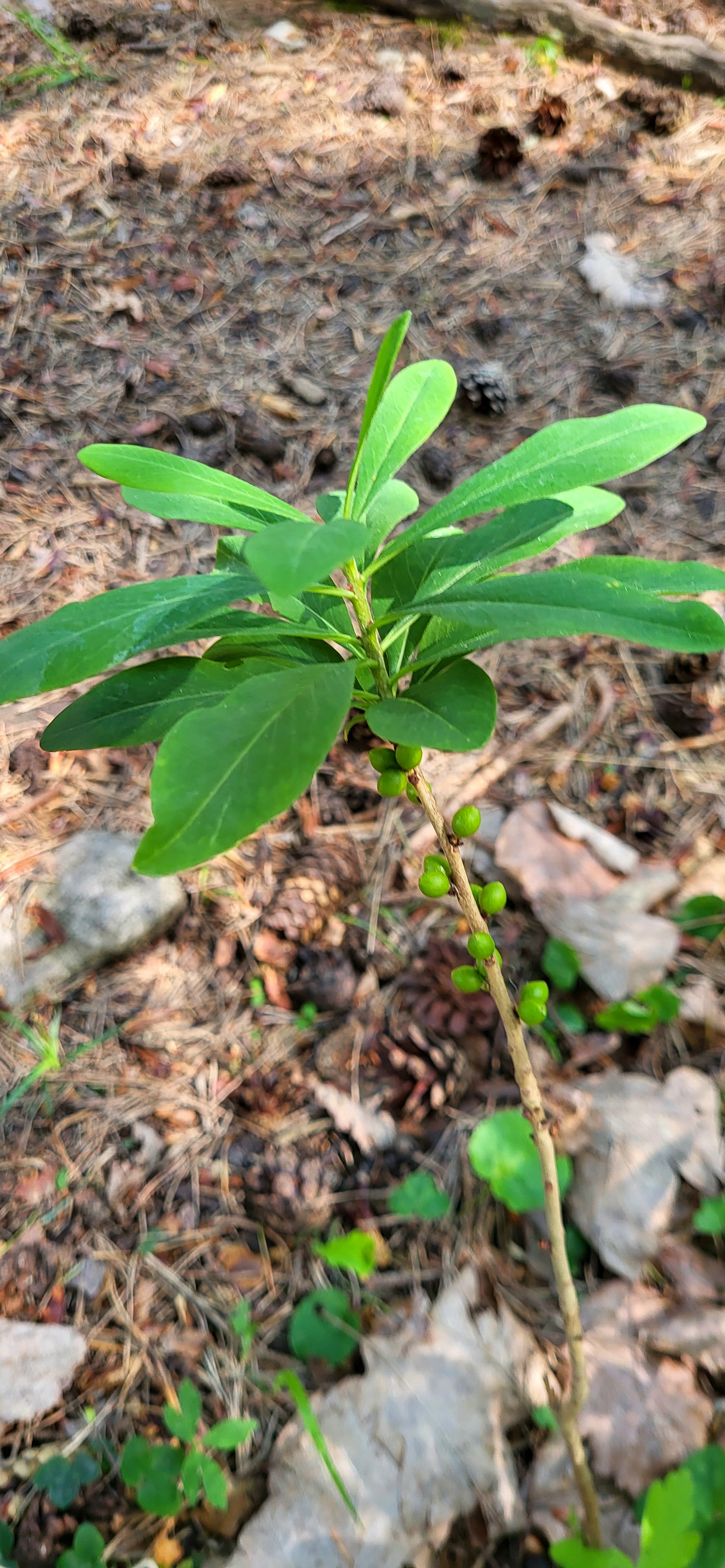 Tibast © Gun Ingmansson Tibast