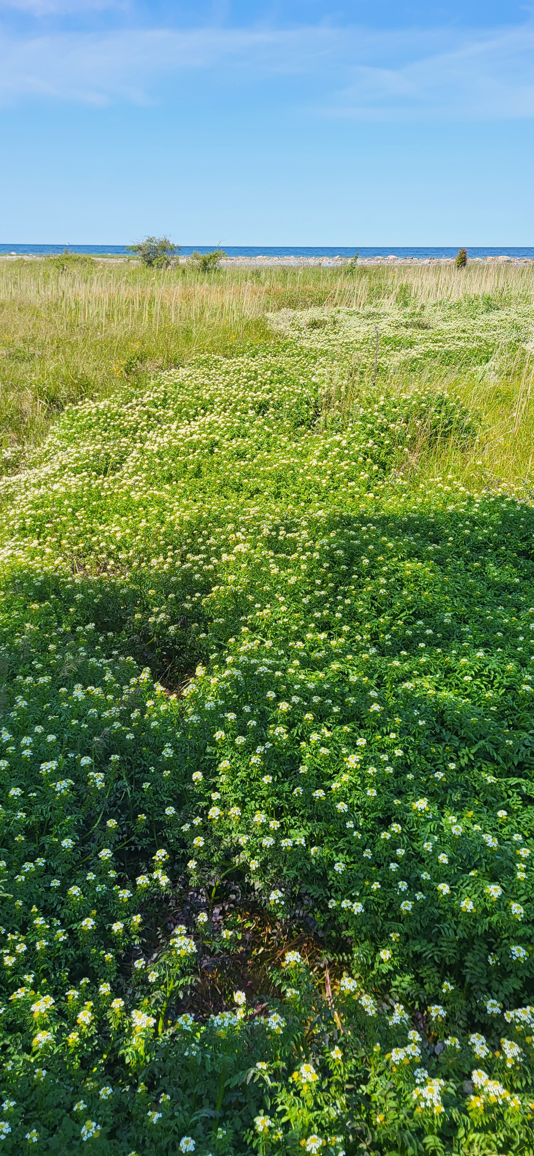 Vinterfräne © Gun Ingmansson Vinterfräne