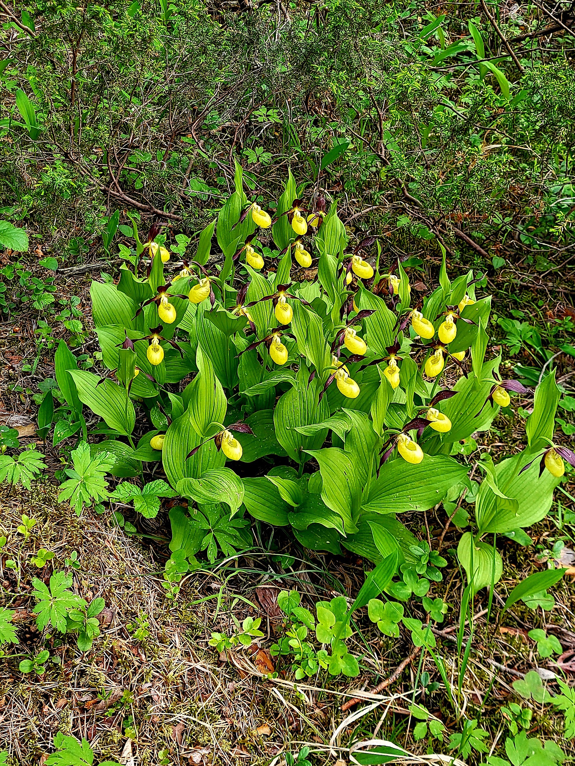 Guckosko © Gun Ingmansson Guckosko