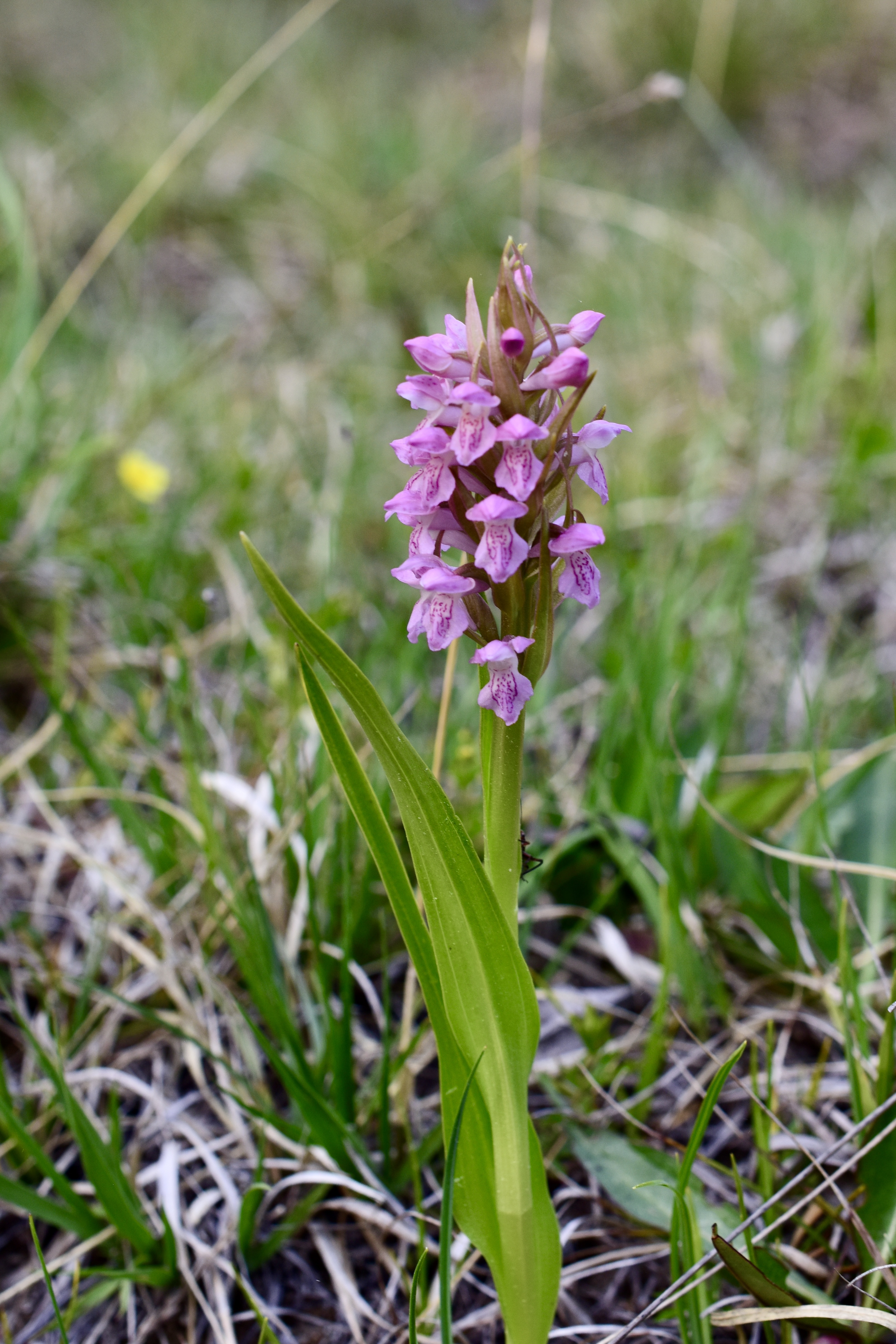 Äkta ängsnycklar © Thomas Sjölund Äkta ängsnycklar rosa form