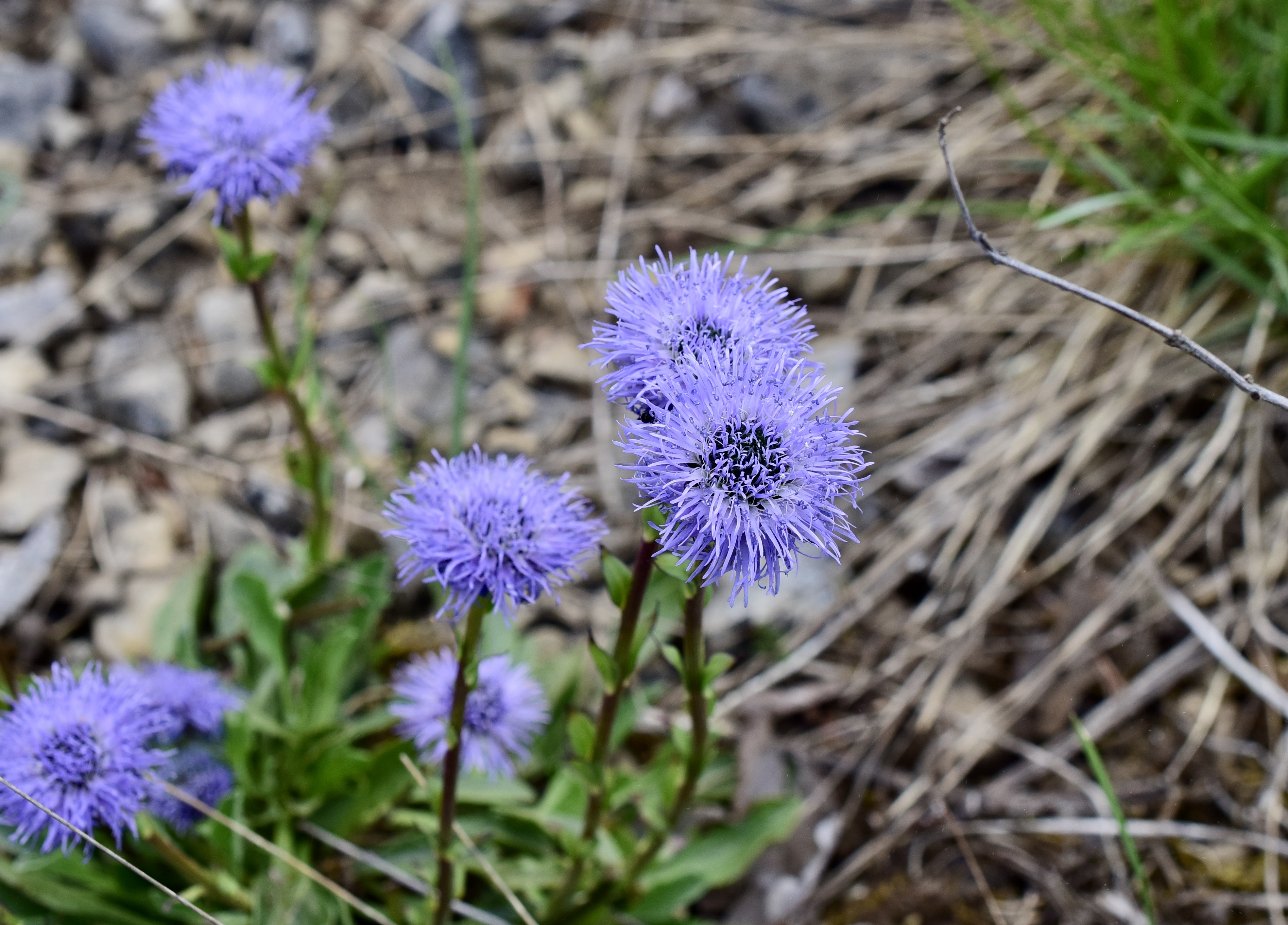 Bergskrabba © Thomas Sjölund Bergskrabba