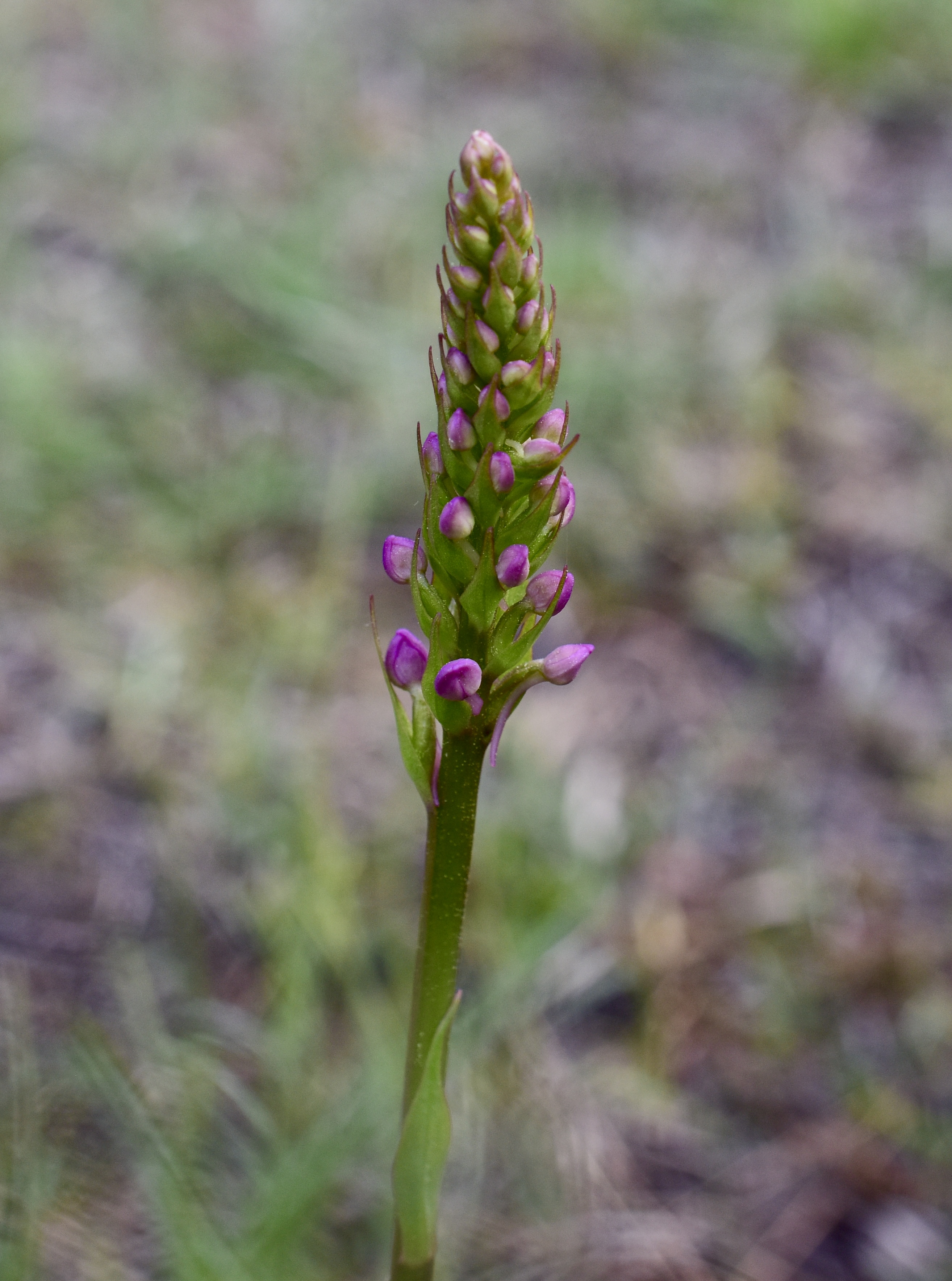 Brudsporre © Thomas Sjölund Brudsporre