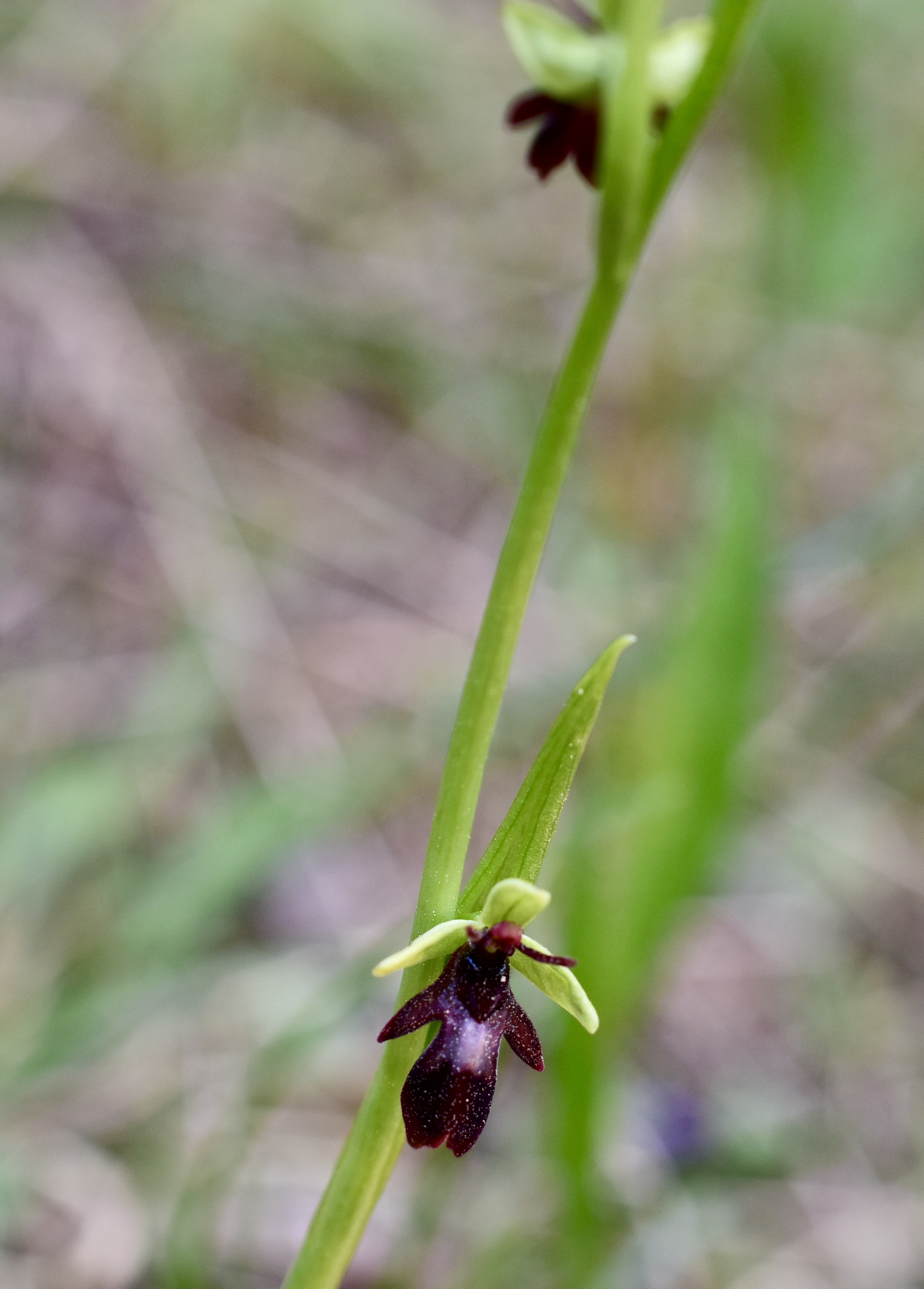 Flugblomster © Thomas Sjölund Flugblomster