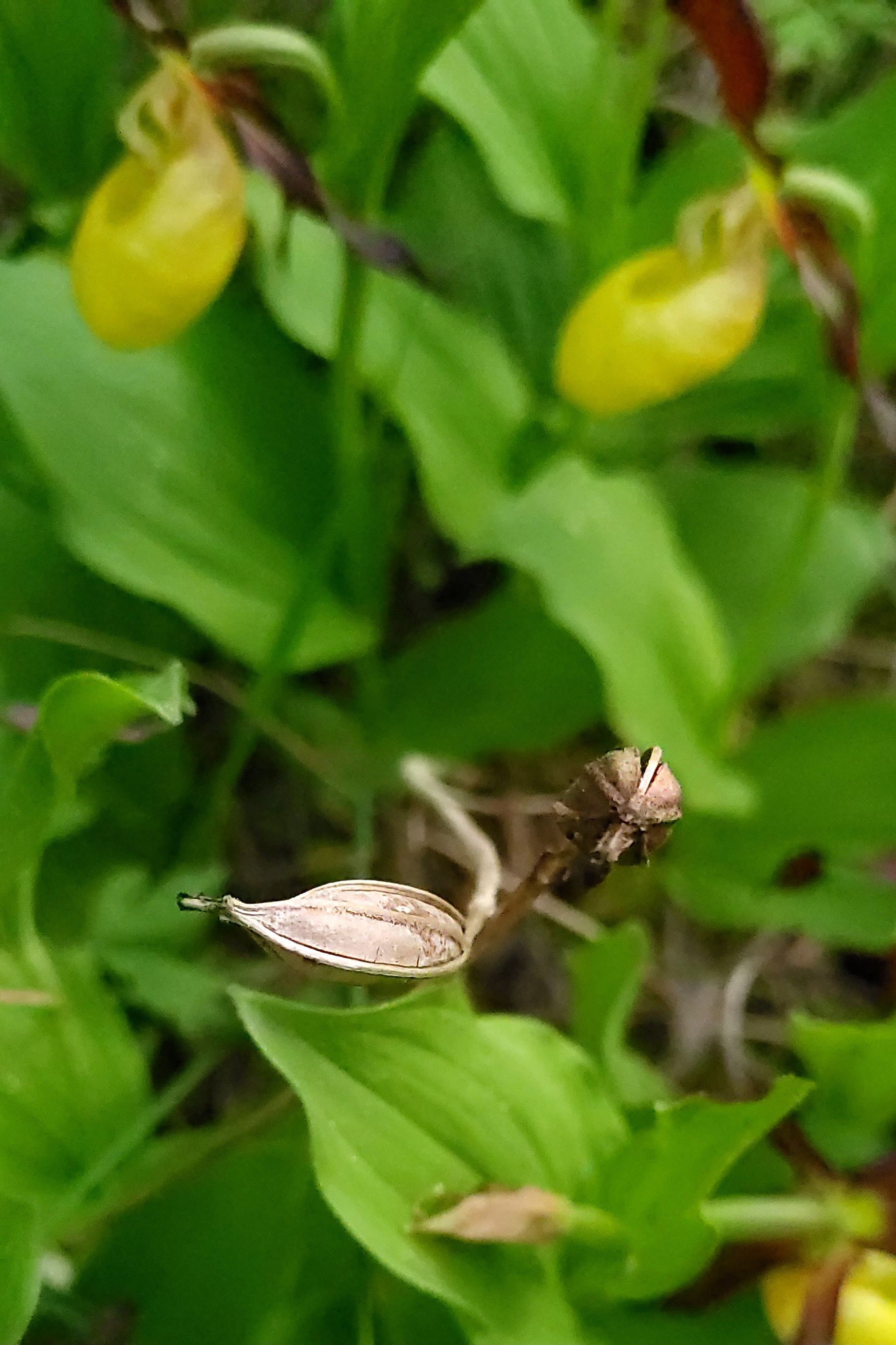 Guckosko med frökapsel © Gun Ingmansson Guckosko med frökapsel