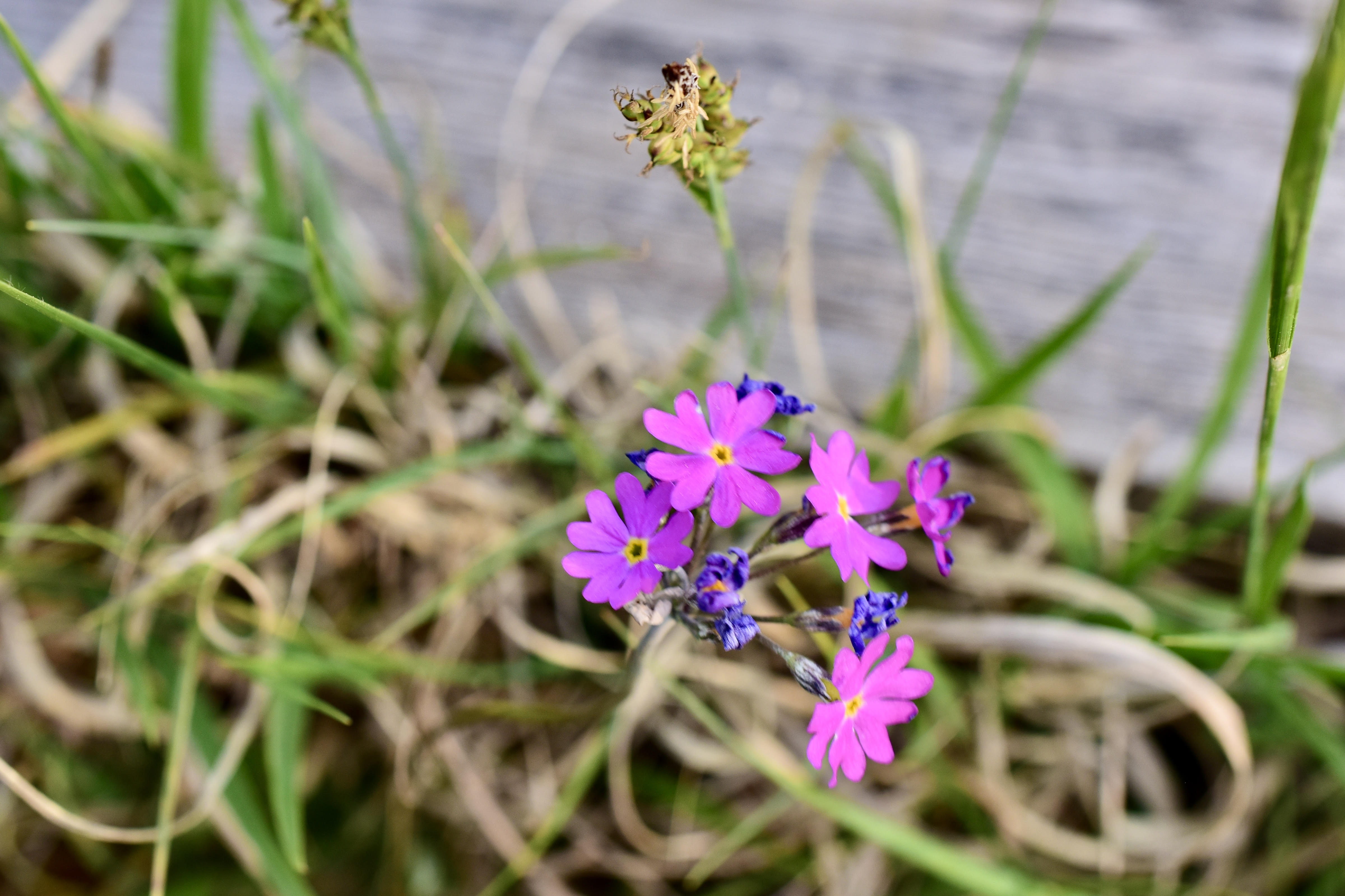 Majviva © Thomas Sjölund Majviva