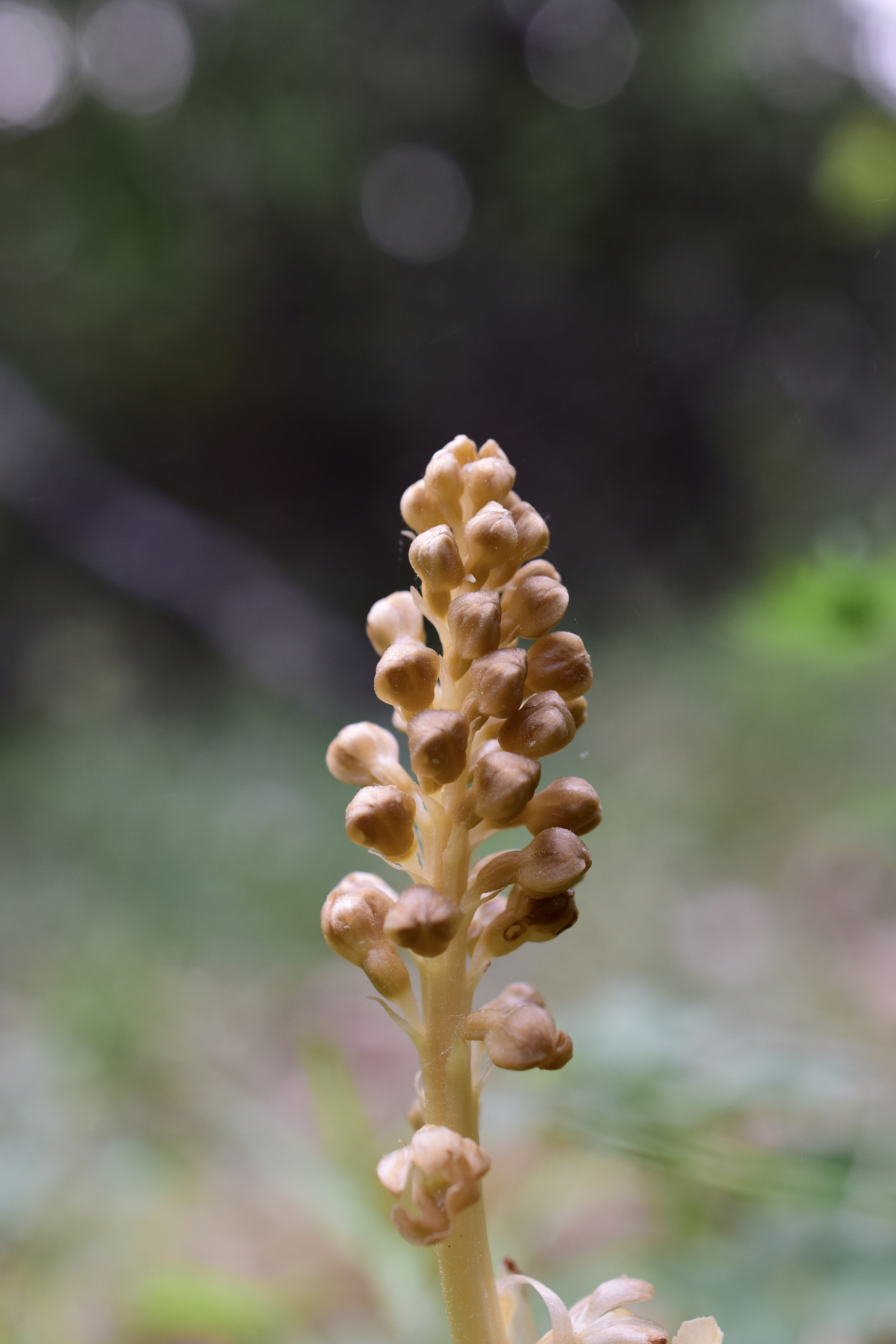 Nestrot © Thomas Sjölund Nestrot