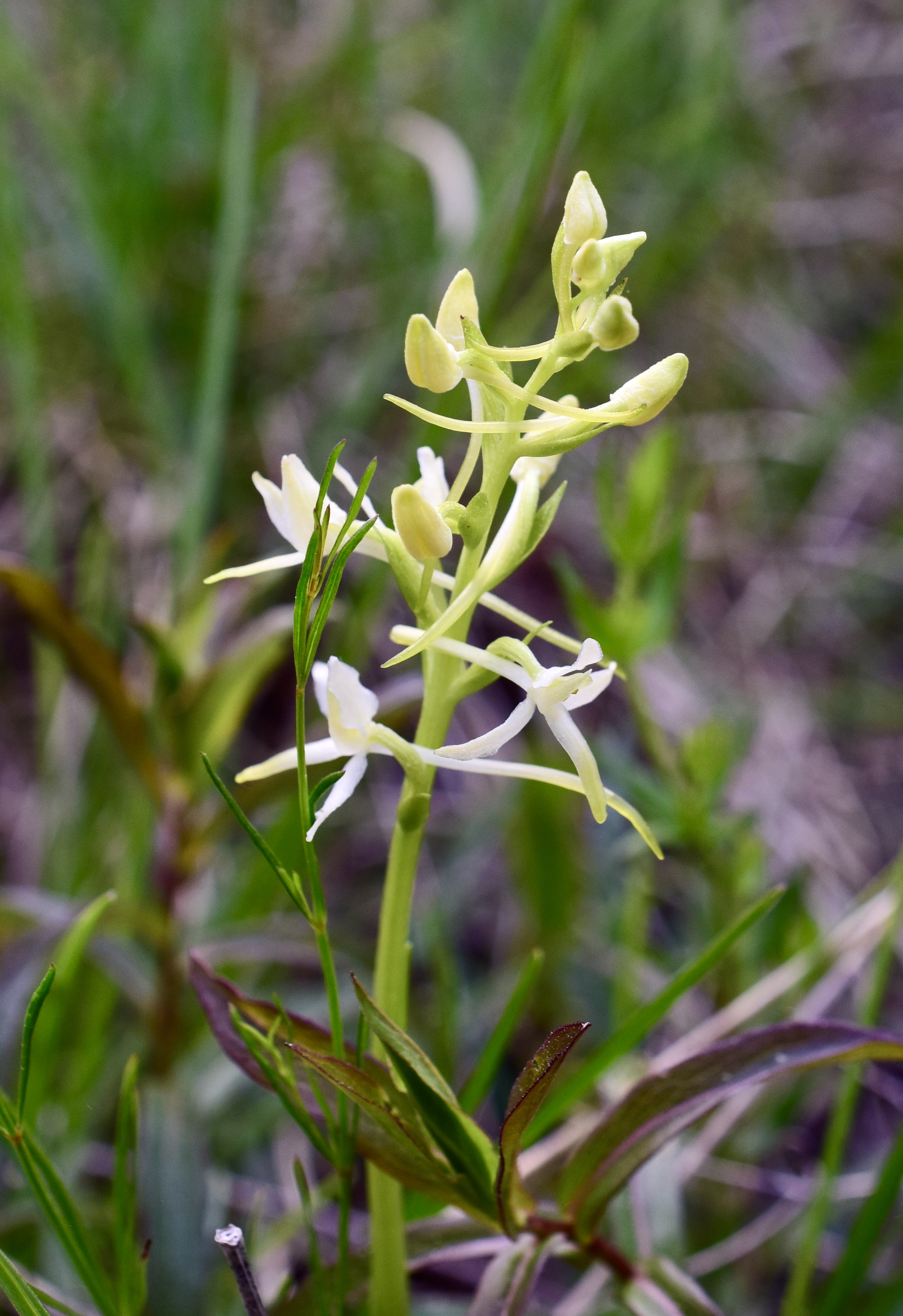 Skogsnattviol © Thomas Sjölund Skogsnattviol
