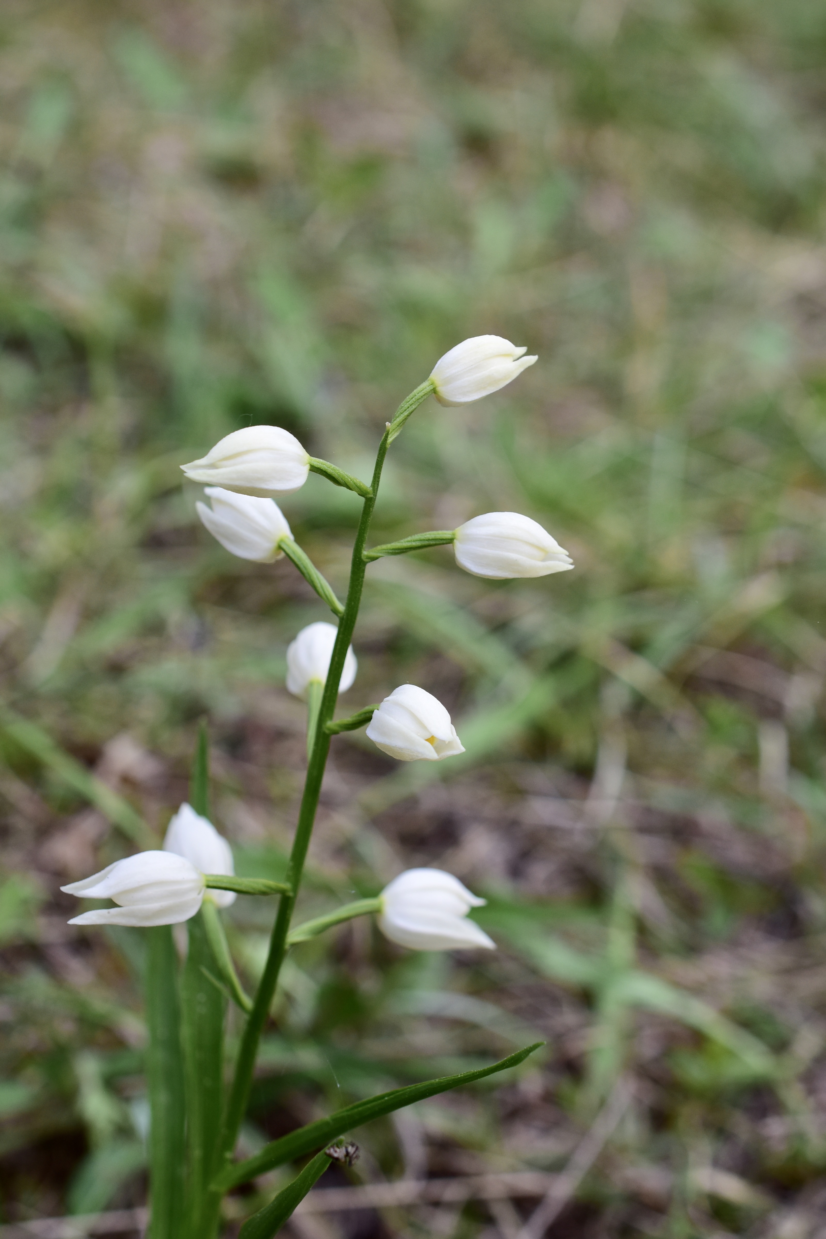 Vit skogslilja © Thomas Sjölund Vit skogslilja