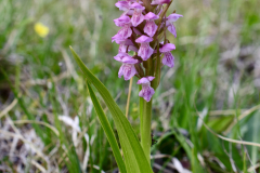 Äkta ängsnycklar rosa form