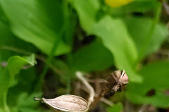 Guckosko med frökapsel