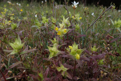 Äkta höskallra 2, betesmark S När golfbana