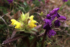 Äkta höskallra, göknycklar, betesmark S golfbanan i När