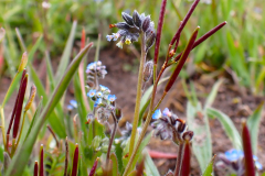Brokförgätmigej, bergbräsma S golfbanan När 