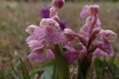 Göknycklar, rosa , betesmark S golfbanan, När