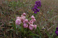 Göknycklar, rosa, betesmark S golfbanan, När