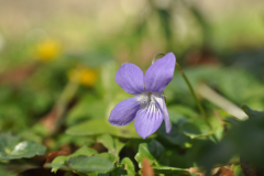 Skogsviol