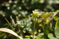 Desmeknopp