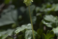 Desmeknopp