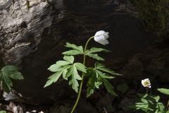 Gigantisk vitsippa vid stubbe