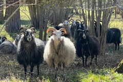 Gutefår