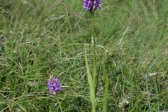 Baltnycklar