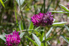 Dubbelblomma Alpklöver