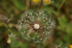 Överblommad maskros