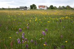 Hägur