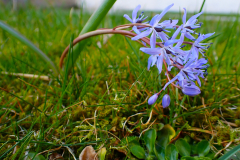 Scilla bifolia
