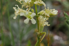 Tjärblomster