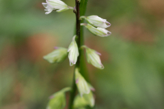 Rosettjungfrulin