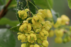 Berberis