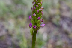 Brudsporre