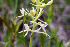Skogsnattviol