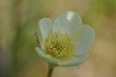 Smörblomma